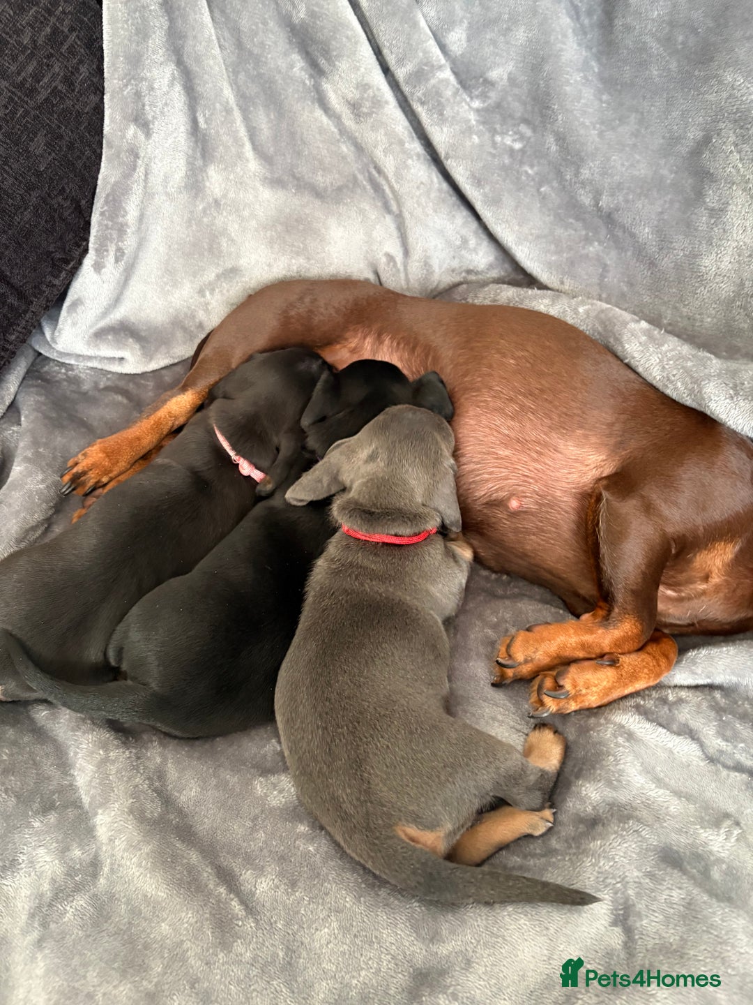 Dachshund dogs for sale: Dachshunds pups for sale - Advert 8
