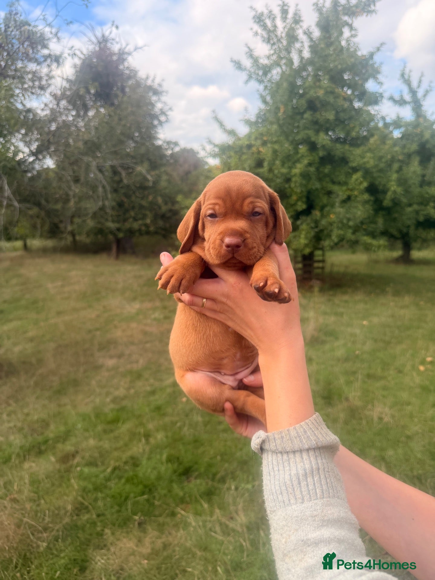 Hungarian Vizsla dogs CH SHOW & FIELD TRIAL Sired Puppy Waiting List  - Advert 11