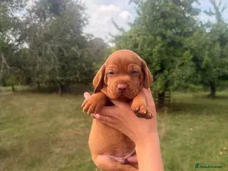 Hungarian Vizsla dogs CH SHOW & FIELD TRIAL Sired Puppy Waiting List - Advert 11