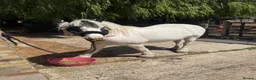 Irish Cob horses for sale: Lovely poppet 13hh - Advert 2