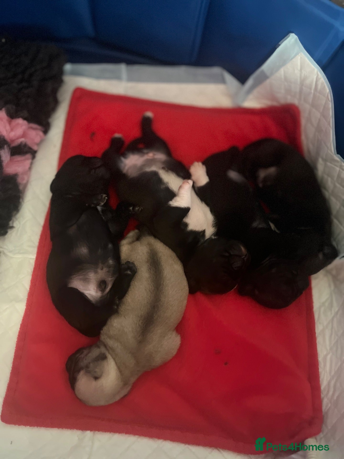 Pug dogs Stunning KC registered pug puppies  - Advert 2