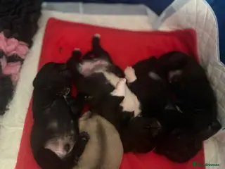 Pug dogs Stunning KC registered pug puppies - Advert 2