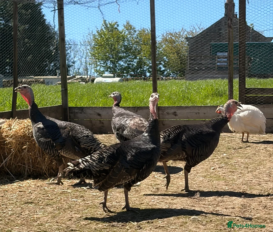 Turkeys poultry for sale: Wild American Turkeys - Advert 2