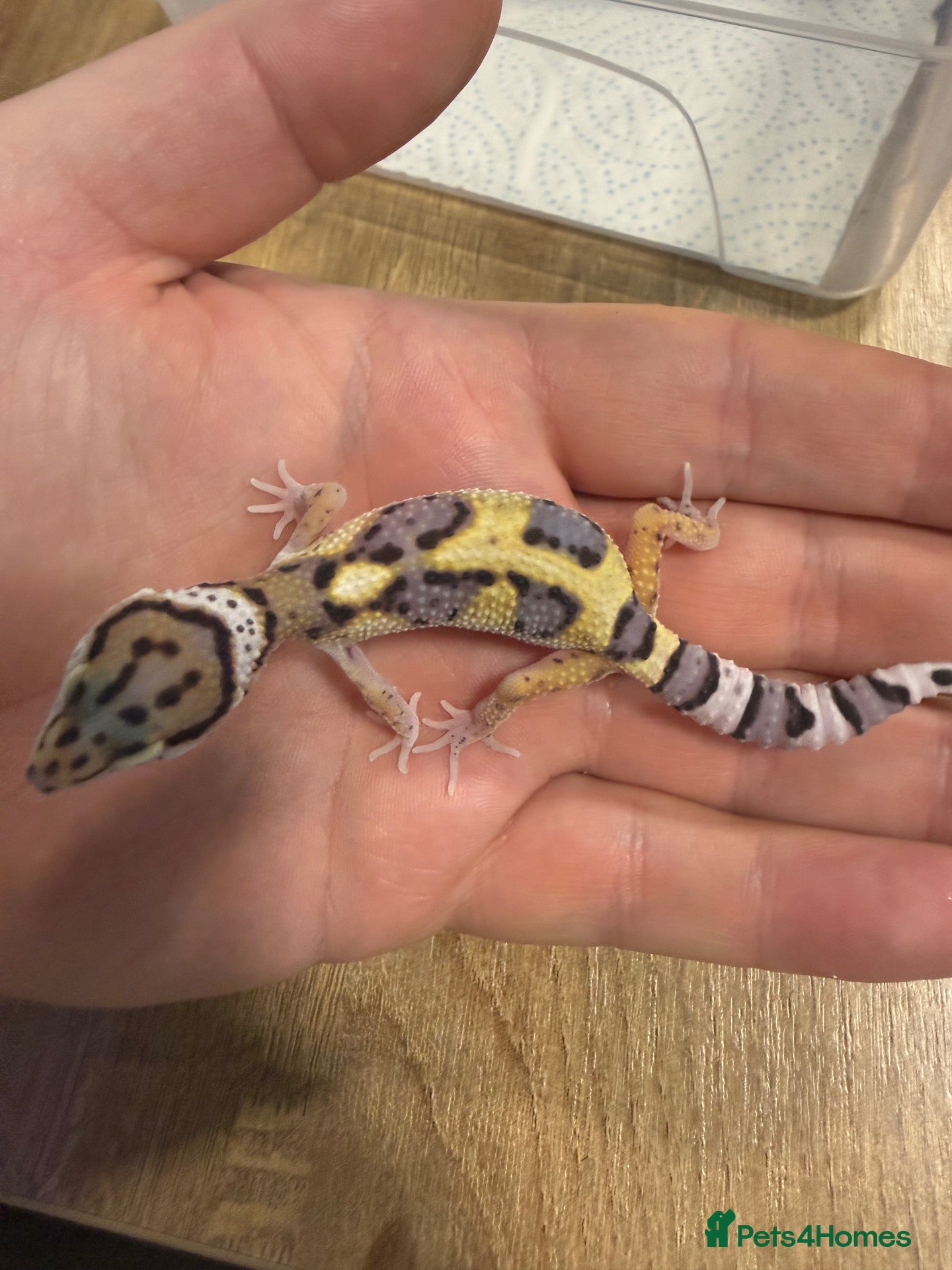 Leopard Gecko reptiles Baby leopard geckos - Advert 3
