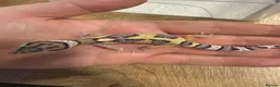 Leopard Gecko reptiles for sale: LAST Baby leopard gecko - Advert 1