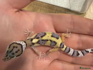 Leopard Gecko reptiles Baby leopard geckos - Advert 3
