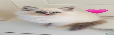 Ragdoll 4