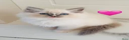 Ragdoll cats for sale: 🩷💕💝Stunning GCCF Registered Ragdoll Kittens😻😻 - Advert 9