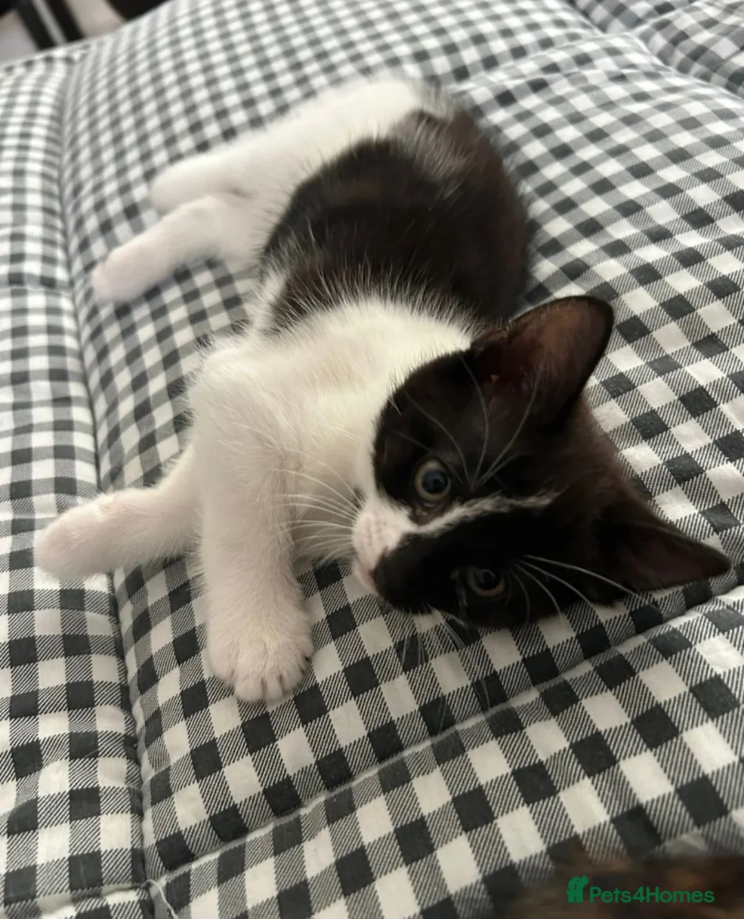 Mixed Breed cats for sale: Cat £20 + food + litter + litter box in Luton - Advert 3