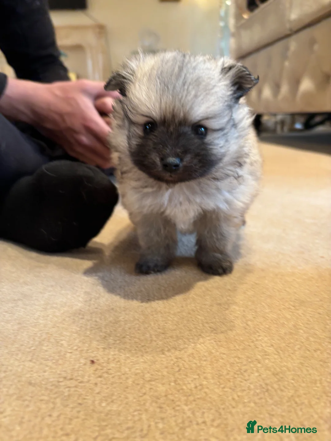 Pomeranian dogs for sale: Teddy bear face Pomeranian puppy’s  - Advert 2