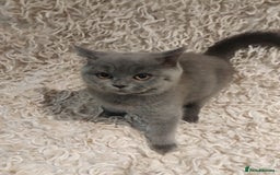 British Shorthair cats for sale: Last gorgeous pedegree kitten ready to leave.   - Advert 5