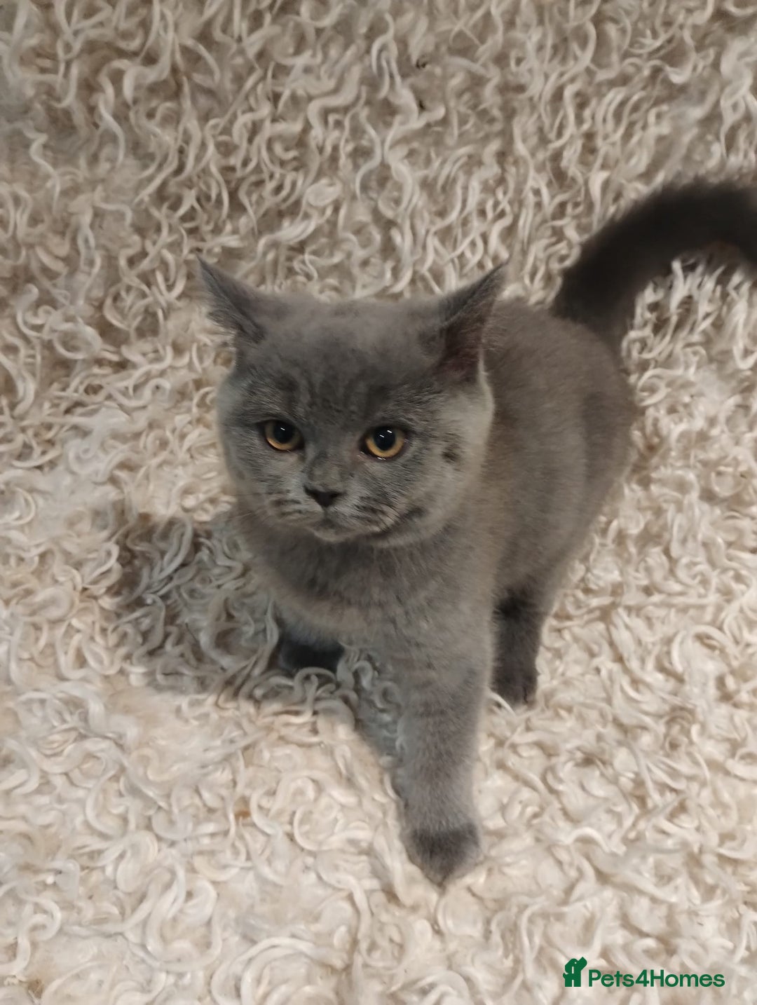 British Shorthair cats for sale: Last gorgeous pedegree kitten ready to leave.   - Advert 5