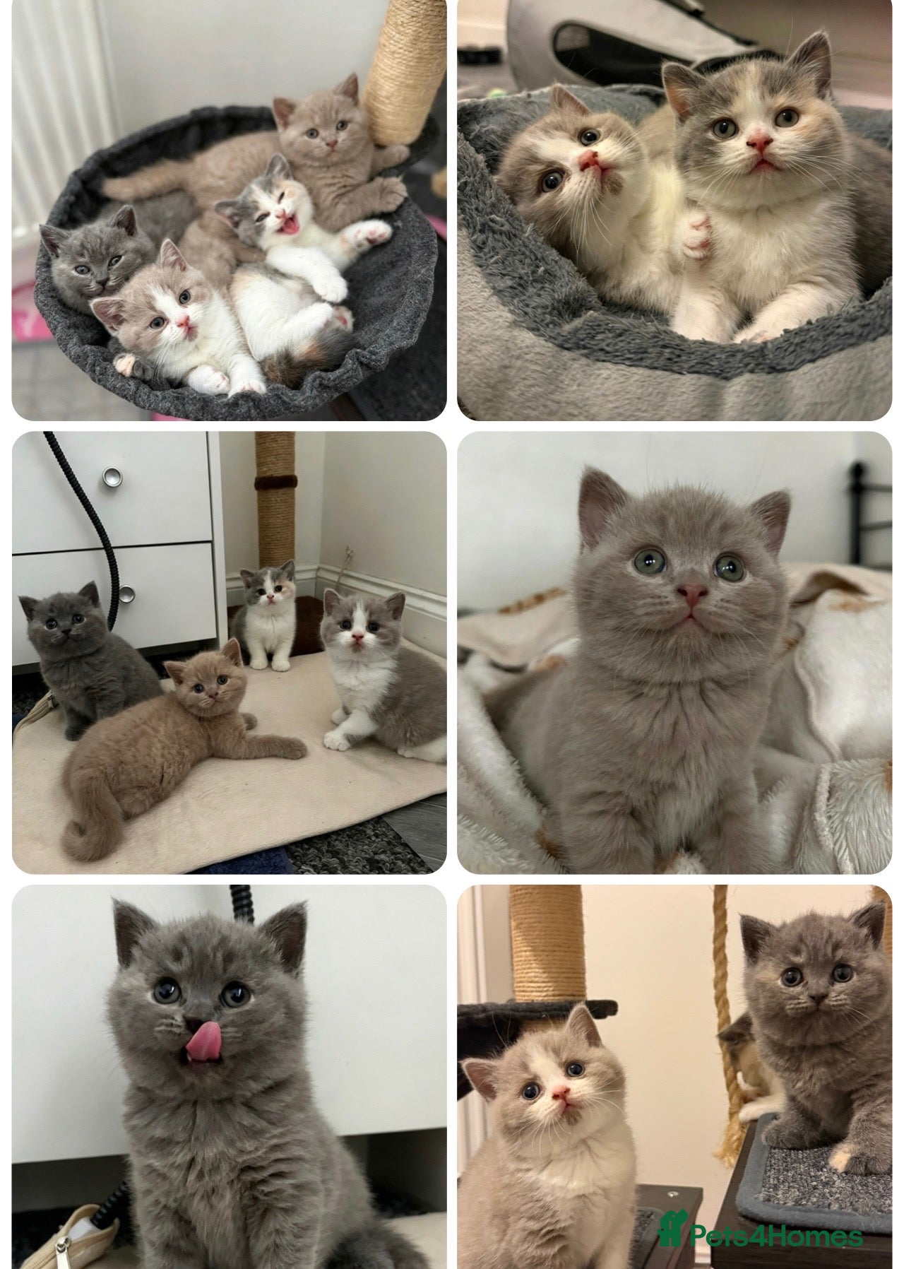 British Shorthair cats for sale: GCCF British Shorthair Kittens 🐱  - Advert 1