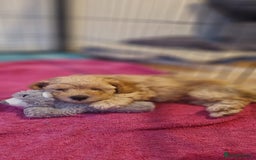 Cavapoo dogs for sale: Cavapoo puppies  - Image 10