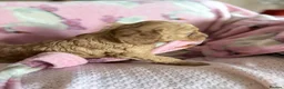 Cockapoo dogs for sale: Adorable Cockapoo Puppies in Keighley - Advert 11