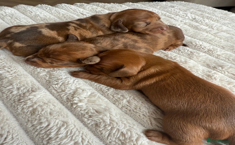 Mixed Breed dogs - Advert 1