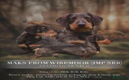 Dachshund dogs for sale: wirehaired dachshunds (teckels) - Image 35