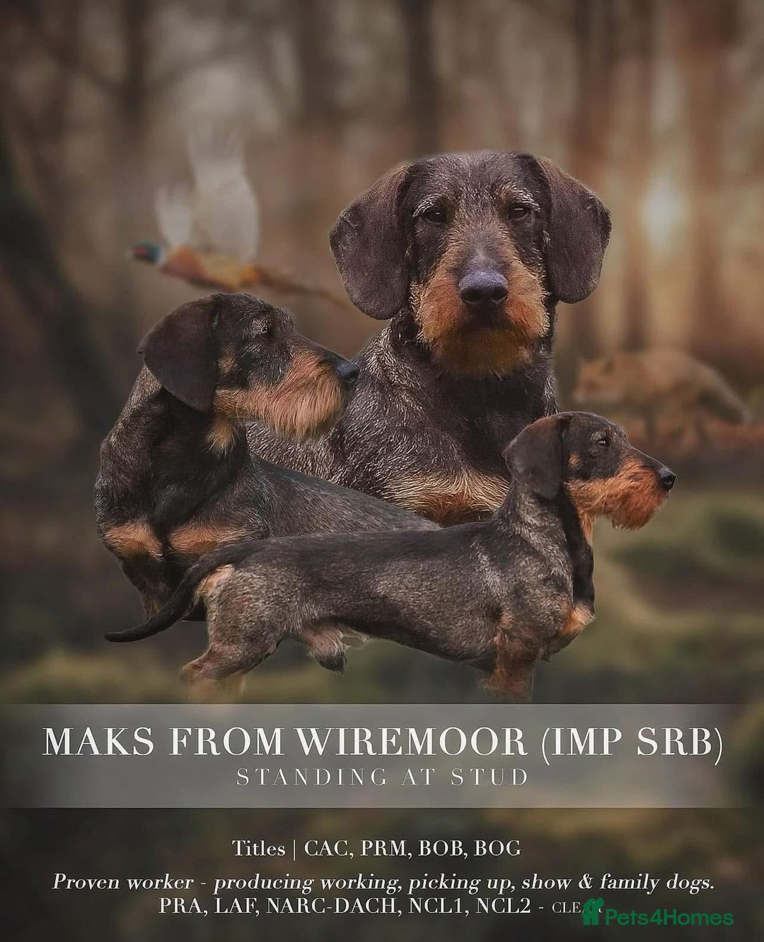 Dachshund dogs for sale: wirehaired dachshunds (teckels) - Image 35