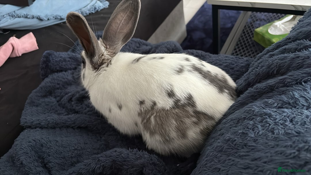 Mixed Breed rabbits for sale: Lovely cuddly bunny - Image 12
