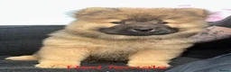 Chow Chow dogs for sale: Beautiful Chow Chow puppy - Advert 6