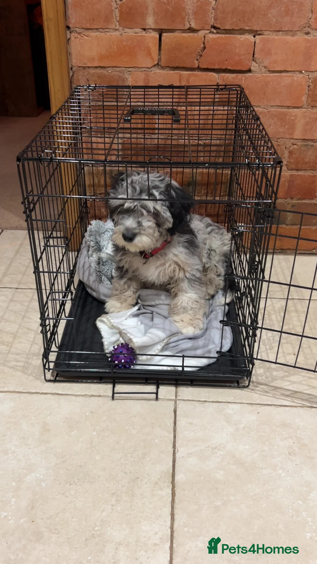 Cockapoo dogs for sale: 14 week old Cockapoo - Advert 3