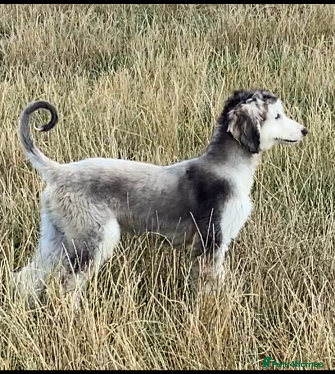 Afghan Hound dogs for sale: Three fabulous male Afghan hound puppies  - Image 2