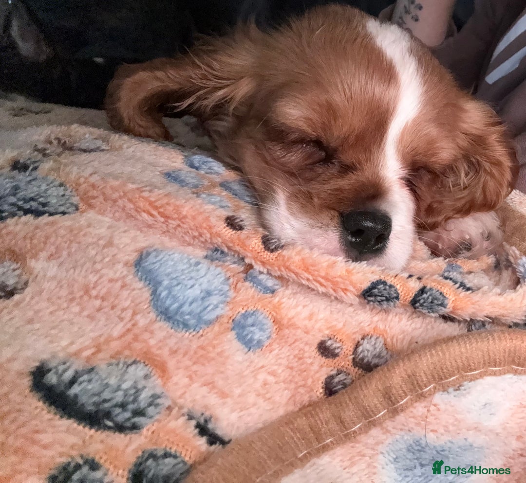 Cavalier King Charles Spaniel dogs for sale: Beautiful little boy Cavalier King Charles  - Advert 14
