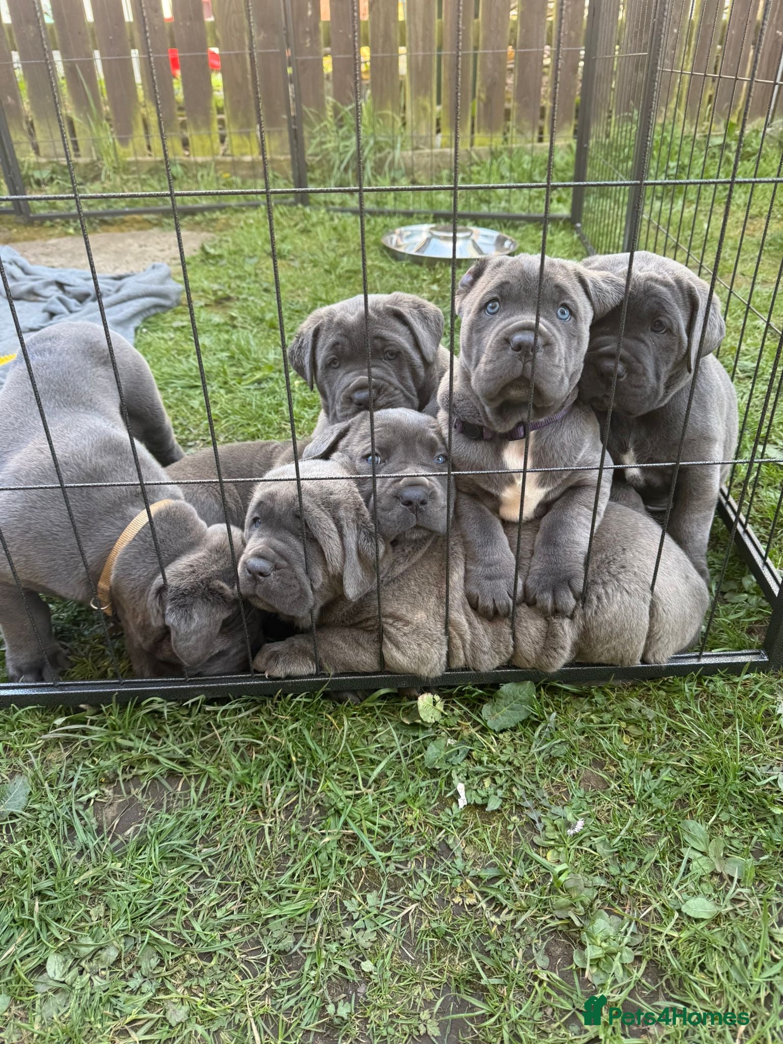 Cane Corso dogs Champion Bloodline Cane Corso Puppies - Advert 5