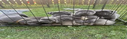Cane Corso dogs for sale: Champion Bloodline Cane Corso Puppies - Advert 8