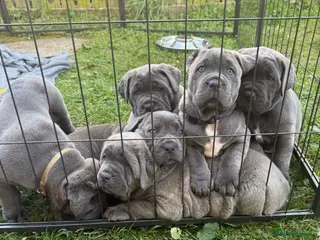 Cane Corso dogs Champion Bloodline Cane Corso Puppies - Advert 5