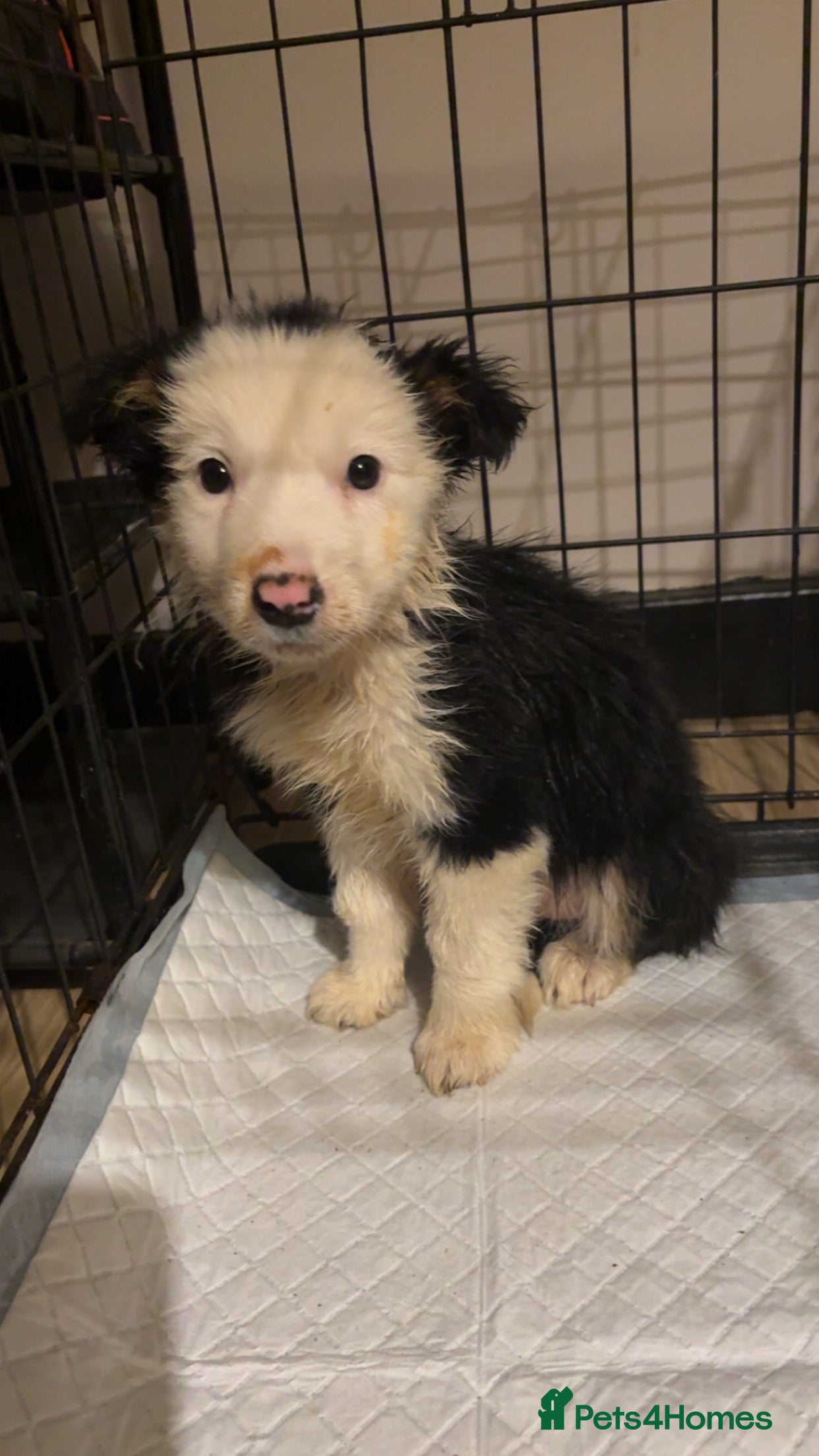 Border Collie dogs Last girl  - Advert 3