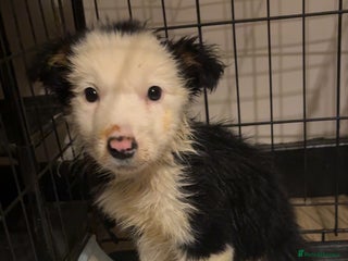 Border Collie dogs for sale - Advert 1