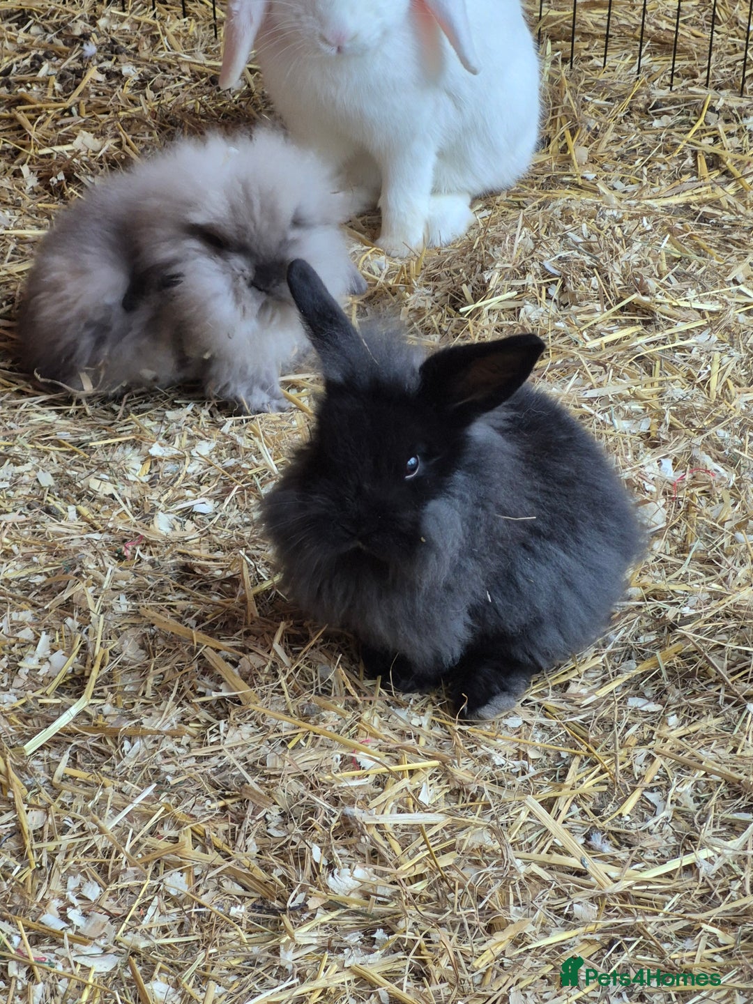 Mixed Breed rabbits for sale: Lionhead x lop  - Advert 1