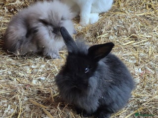 Mixed Breed rabbits Lionhead x lop - Advert 4