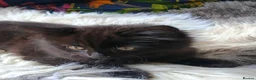 Mixed Breed cats for sale: Three kittens for sale in Clipston in Market Harborough - Advert 4