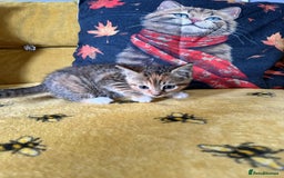 Mixed Breed cats for sale: Kittens for sale - Image 9
