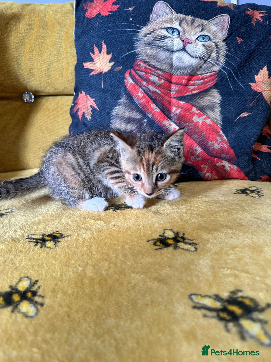 Mixed Breed cats for sale: Kittens for sale - Image 9