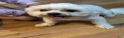 Maltese dogs for sale: Male  in Doncaster - Advert 6