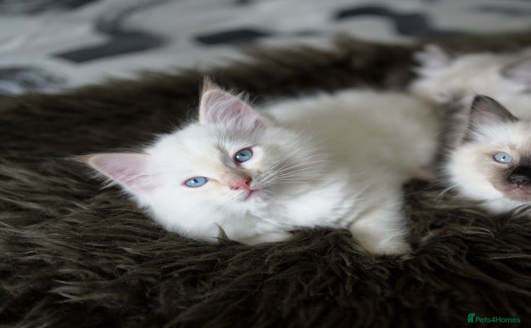 Ragdoll cats in Larbert - Advert 15