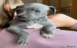 Italian Greyhound dogs for sale: 🐾kc registered Italian greyhound puppies 🐾 - Image 37