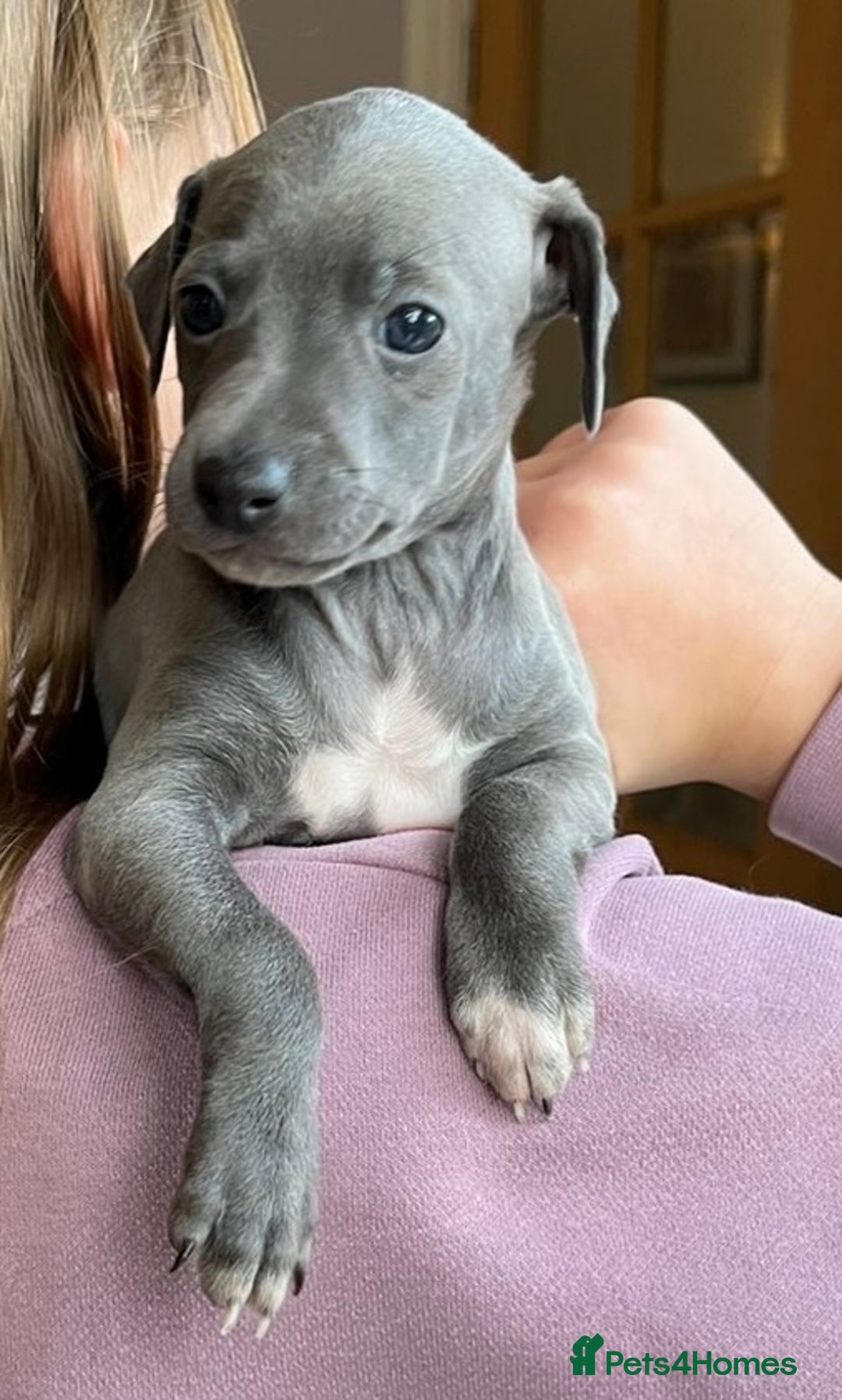 Italian Greyhound dogs for sale: 🐾kc registered Italian greyhound puppies 🐾 - Image 37