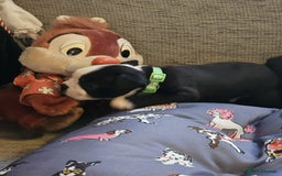 Boston Terrier dogs for sale: Boston Terrier 5* puppies - Image 27