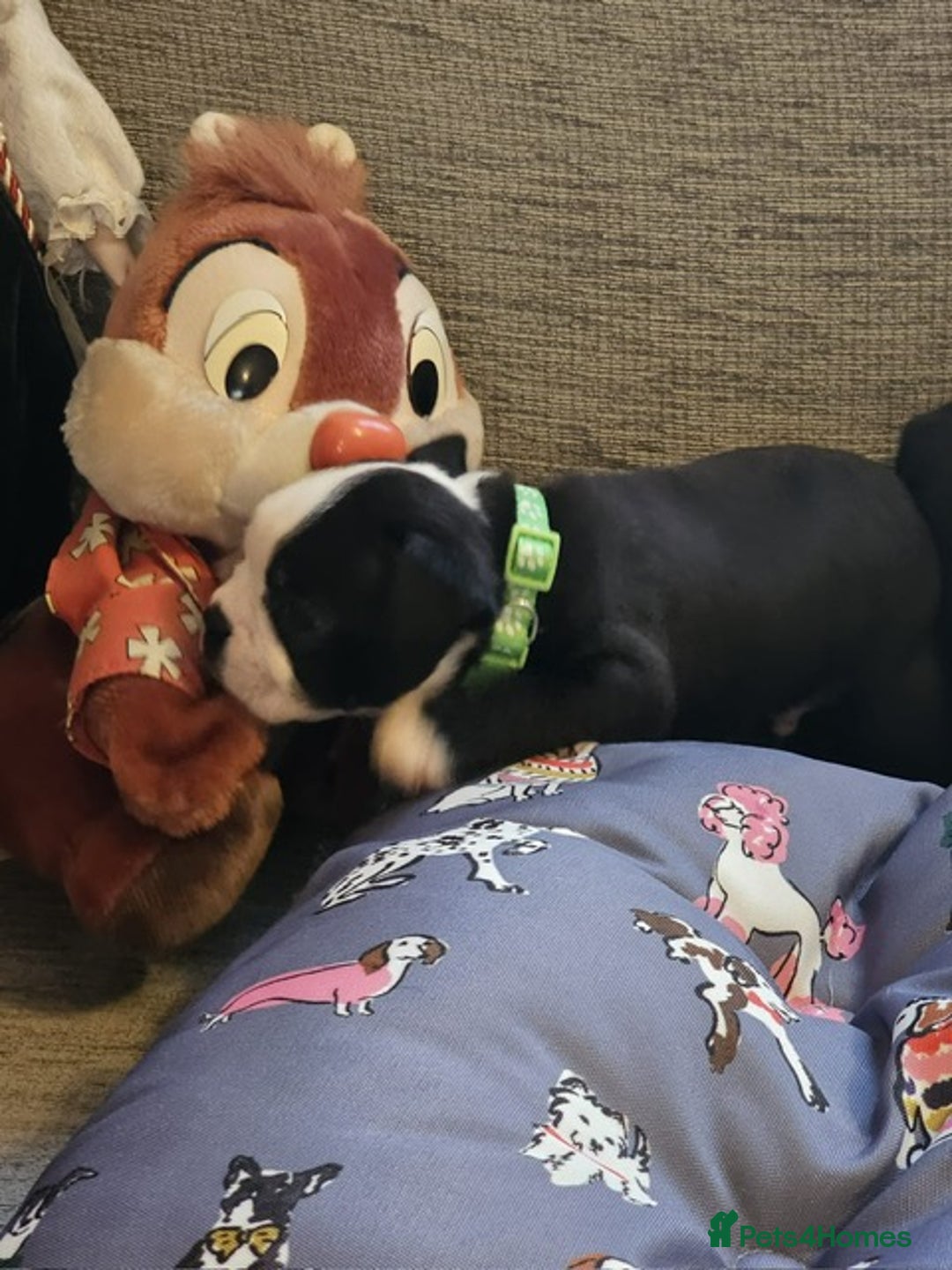 Boston Terrier dogs for sale: Boston Terrier 5* puppies - Image 27