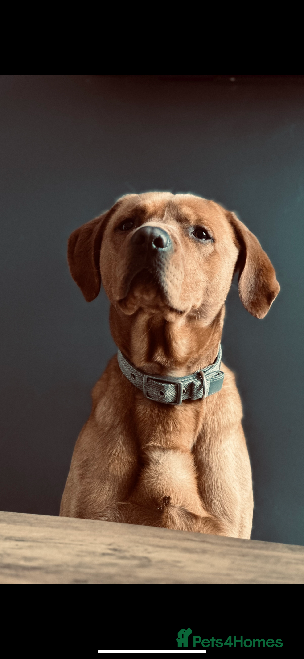 Labrador Retriever dogs Fox Red Labrador  - Advert 1