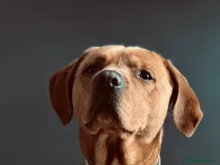 Labrador Retriever dogs Fox Red Labrador - Advert 1