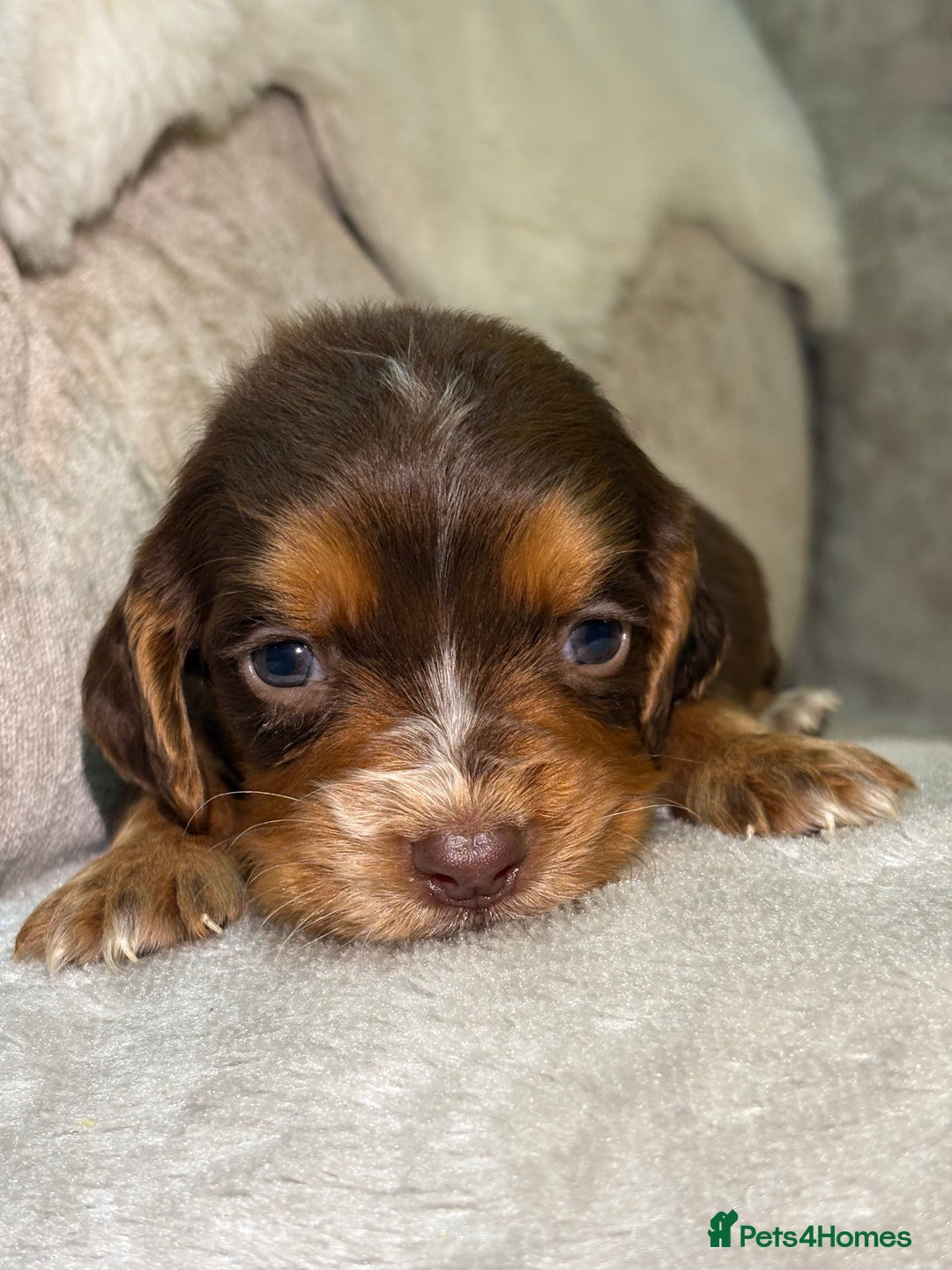 Cocker Spaniel dogs for sale: Stunning cocker spaniel puppies - Advert 29