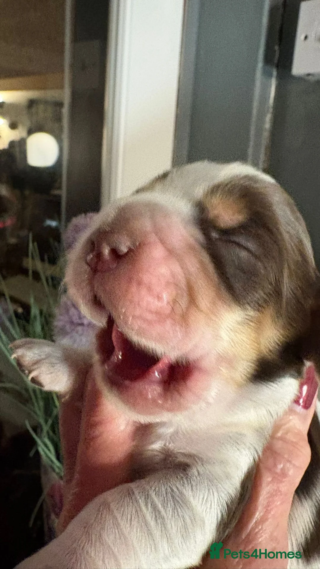 Cocker Spaniel dogs for sale: Show cocker spaniel pups - Advert 16