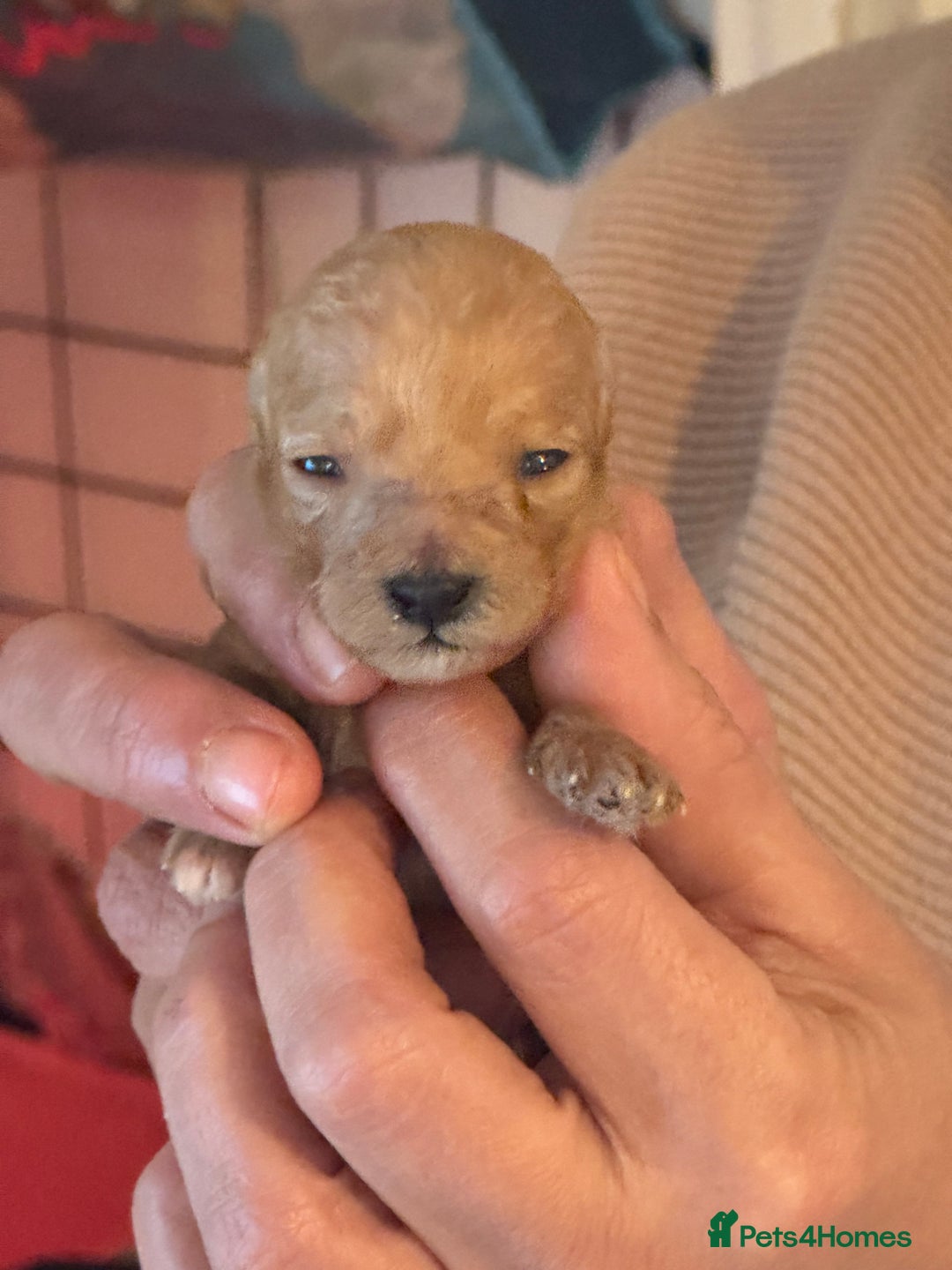 Toy Poodle dogs for sale: Toy Poodles - Advert 9