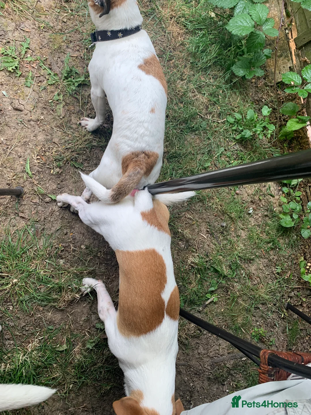 Jack Russell dogs for stud: Handsome Tan miniature Jack Russell for stud in Hemel Hempstead - Advert 11