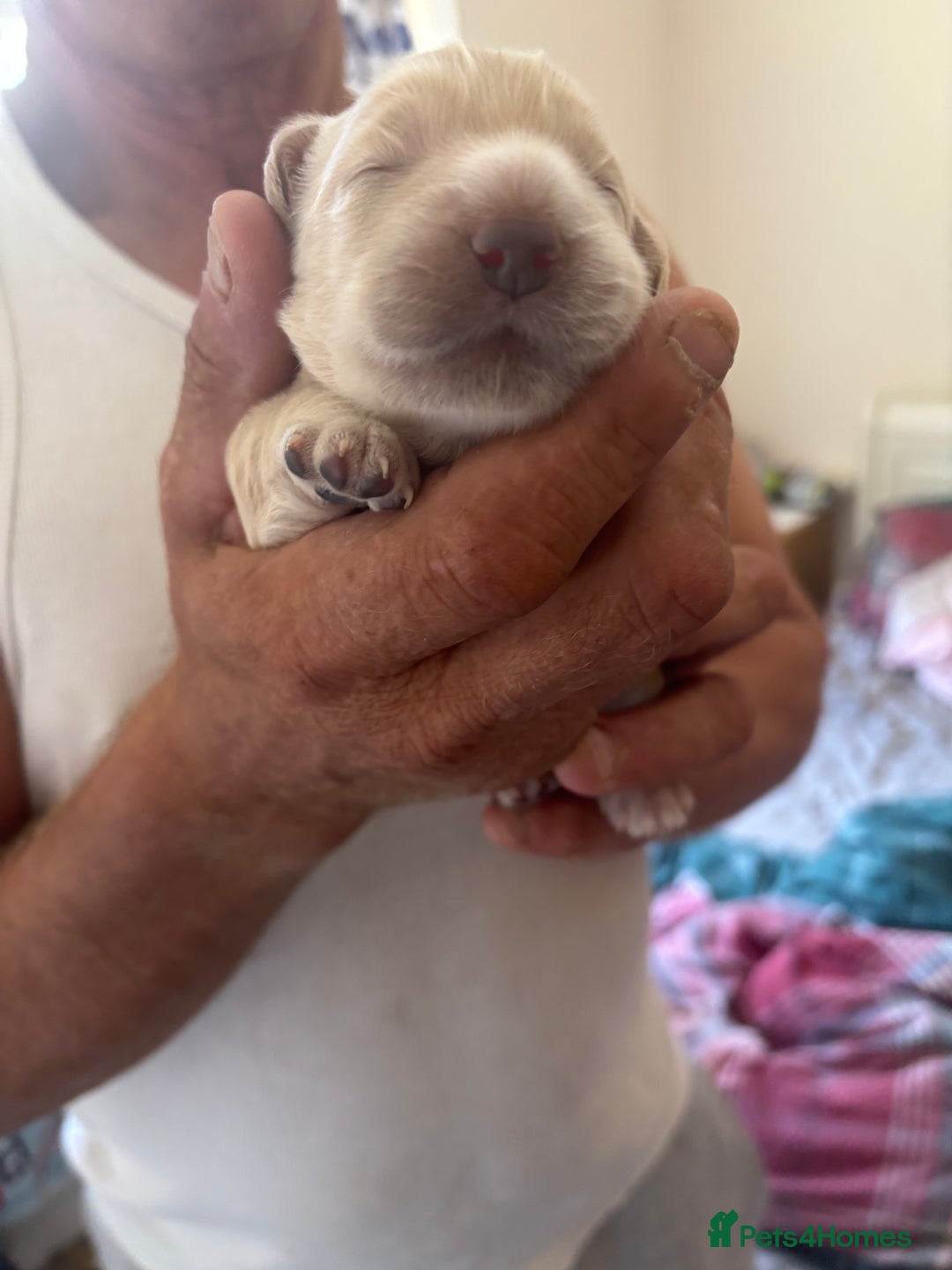 Cocker Spaniel dogs for sale: Golden Cocker spaniel puppy  - Image 4